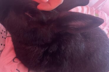 Do they sleep more when stressed and/or overweight?