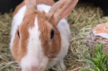 Some happy food honks