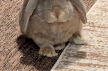 Just got a new rabbit, wondering whats this behavior
