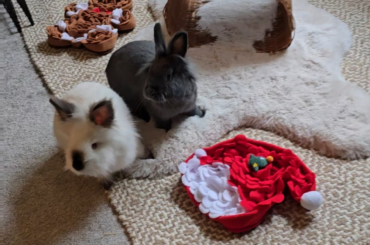 Christmas Snuffles
