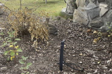 Some more of our wild bun from this summer