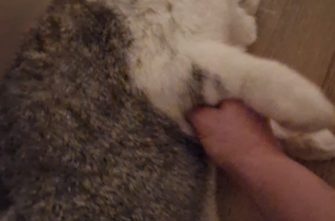 Dog.exe uploaded to this one by accident