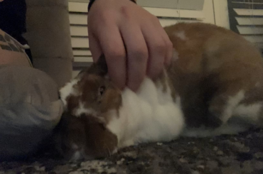 Oh no! My bunny is turning into a puddle!