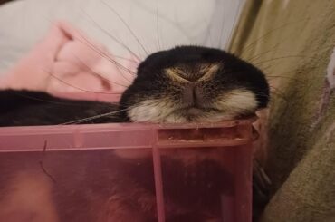 Him and his pink box against the world!