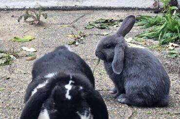 Help - my bunnies won't use their house!