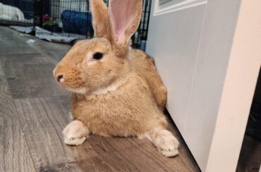 Croissant out here looking like a dog.