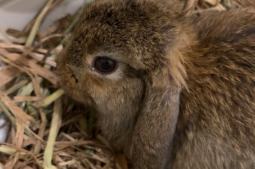Why does he make this sound when eating ?
