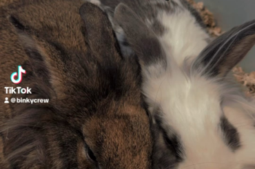 Arguably my buns theme song. 🤣