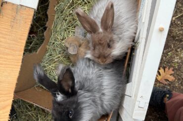 When will my bunnies be used to me?