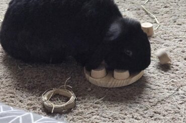 Rabbit with chronic weepy eye