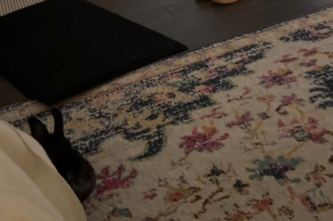 After getting hurt earlier this year Miss Tiggles binkies look a little different but it always makes me so happy to see them. And this is the fist time I’ve been able to film it since moving.