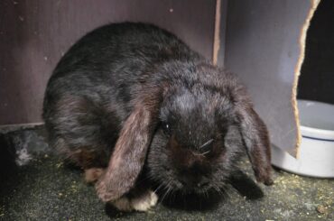 What is the best way to bond two buns?