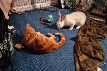 Mars loves Casper, sadly he does not feel the same