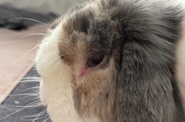 Corner of the eyes scratched?