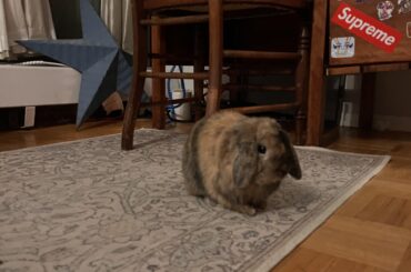 floofy lil houseguest 🥹