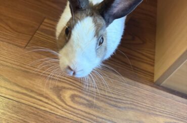 Local store in RVA has a bunny named graham cracker!