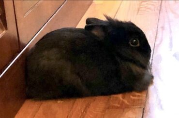 My bunny just fucking died