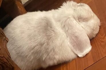 Zonked