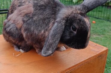 Little Stevie with his permanently upright ear and 🤠