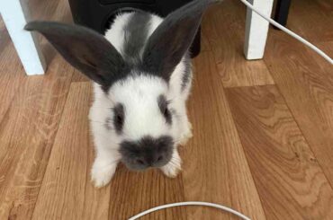 Help with my new Checkered Giant rabbit!