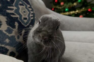 Dear Santa,