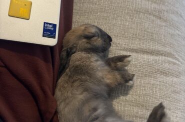 Work from home buddy 🐰