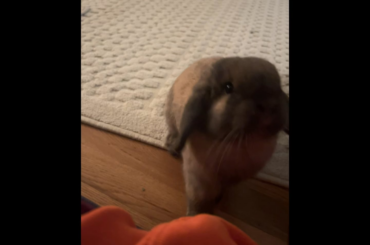 Bunny love