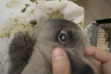 Hi. My rabbits ear makes a popping noise but vets said it looks fine.