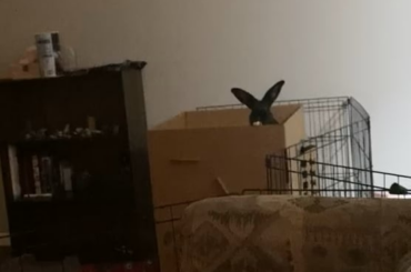 Base defense mode activated