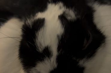 Jazzy enjoys some love