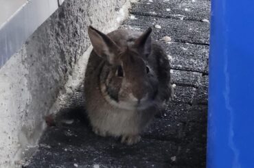 Domestic or Cottontail?