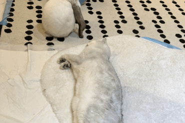 What can I do when a rabbit owner keeps rabbit in cage sometimes to litter train