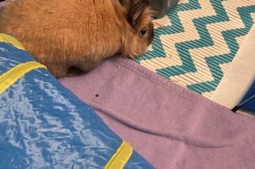 When do bunnies start hopping up on things?