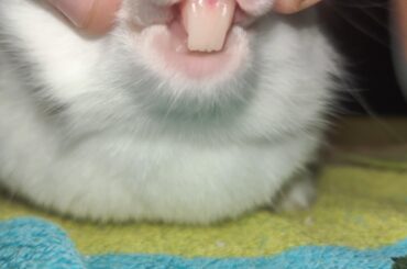 Are his teeth to long? He wouldnt let me pull back his bottom lip:/