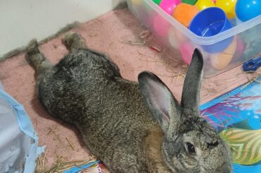 Phoenix is shedding again and every time I hug her I end up looking like Sasquatch