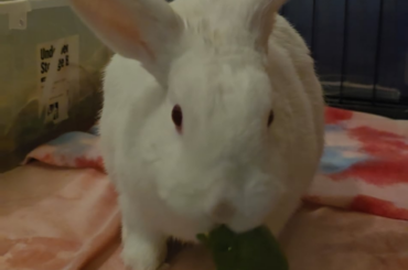 Gogo demolishing his greens