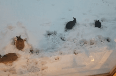 Synchronized bunny nibbles in the snow.