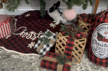 BeBe the tree inspector