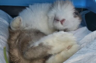 Caring for a disabled bunny