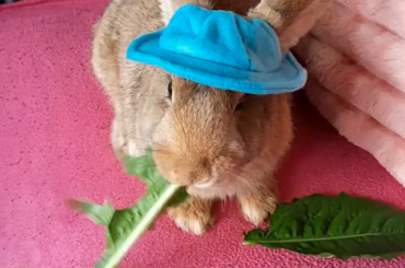 Peanut: ‘Do you like my new hat?’ munch munch