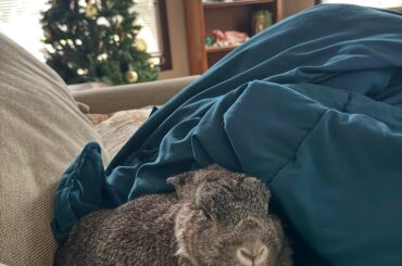 Currently at the vet with Dori (again)