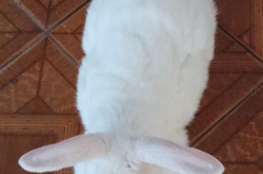 Berry Christimas for you all!