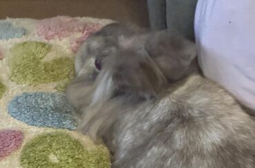 Why do my rabbits love licking this pillow?