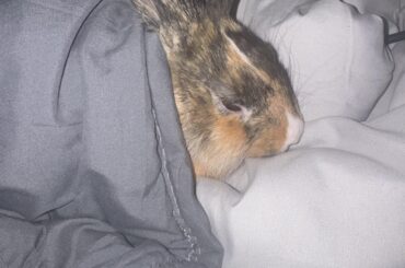 Guys is this a bed bug??