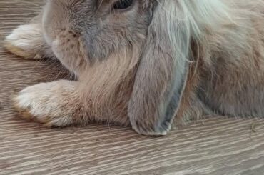 I need help, litter habits (bunny isn't neutered)