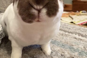(Oc) Did I her you had carrots 🥕