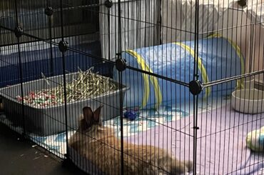 Is this normal? New bun