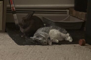 Naps by the wood stove