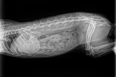 I’m at my wits end :(