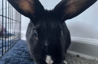 My Bionic Bunny, Onyx